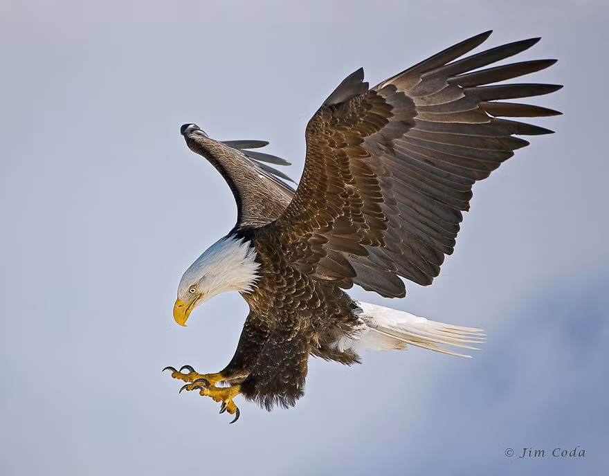 Đại bàng hói, loài động vật đã quá nổi tiếng với những trận không chiến cực kỳ khốc liệt, sải cánh rộng lớn, móng vuốt sắc bén cùng với đôi mắt cực tinh tường, loài đại bàng này đích thực là chúa tể bầu trời.