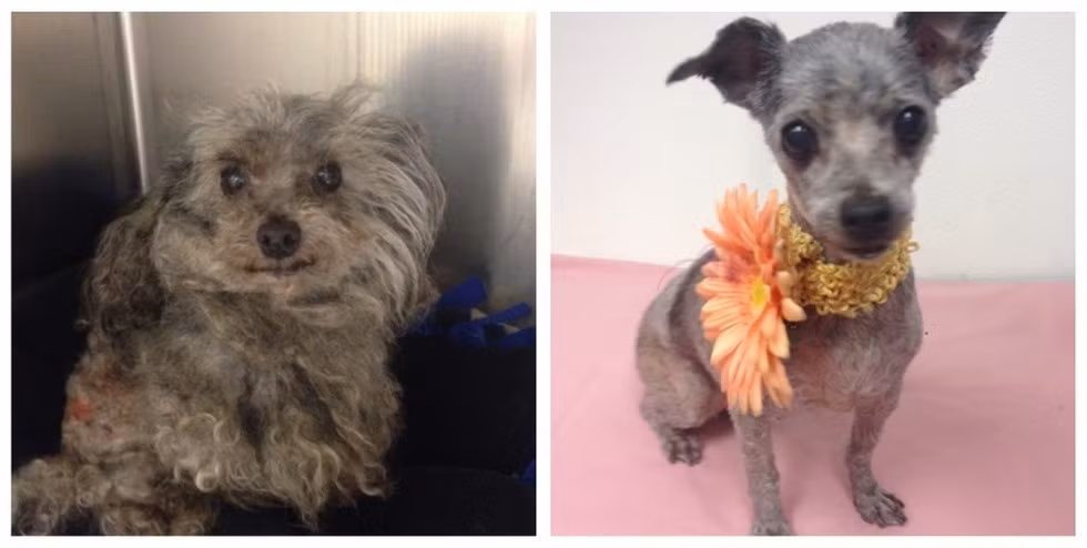 Angie, một cô chó đi lạc với bộ lông xù đơ, xơ xác sau khi được cắt tỉa lông đã lấy lại vẻ xinh đẹp dễ thương của mình.