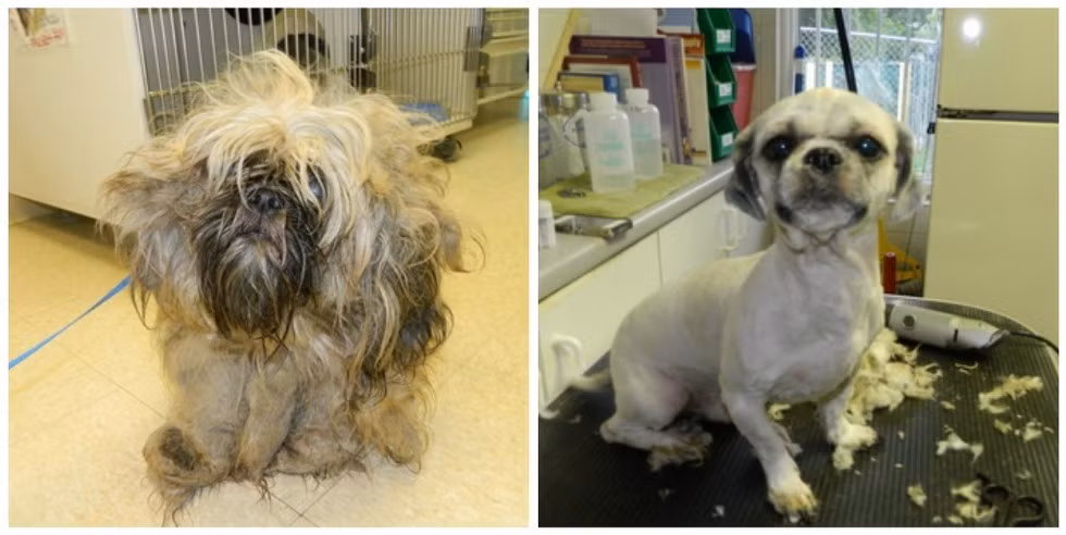 Chú chó nhỏ này khi đến với trung tâm cứu hộ trông chẳng khác nào một cái giẻ lau bẩn bụi bám đầy. Sau khi được cắt tỉa lông vào tạo kiểu, trông chú đã khác hẳn dáng vẻ đáng sợ ban đầu.