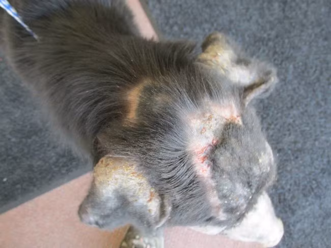 Cuối cùng, trong nỗ lực cứu chữa chú chó tội nghiệp, khi thử máu, các bác sĩ vô cùng ngạc nhiên khi phát hiện Adam bị một căn bệnh kỳ quái, dị ứng với con người hay còn gọi là bệnh rối loạn hệ tự miễn dịch.