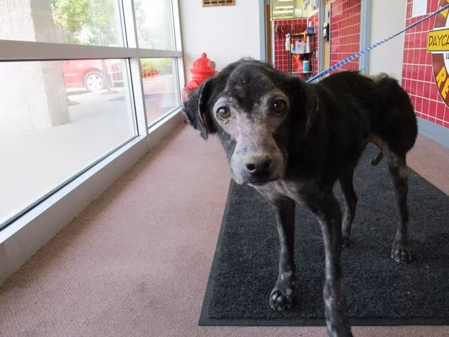 Căn bệnh dị ứng với lông chó mèo đã quá phổ biến, tuy nhiên trường hợp chó dị ứng với con người lại là trường hợp cực hiếm, chỉ bắt gặp ở chú chó Adam, một chú chó kỳ lạ giống Labrado.