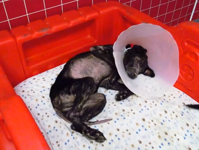 Sau nhiều nỗ lực tìm tòi, kết luận cuối cùng của bác sĩ là Adam bị thiếu hụt miễn dịch pemphigus foliaceus khiến cả hệ thống miễn dịch nhận định nhầm các tế bào ở da người là những vật chất lạ, và tấn công chúng. Điều này gây nên thương tổn giống như bị bỏng hay vết rộp không lành lại khiến chú chó tội nghiệp luôn luôn đau đớn.