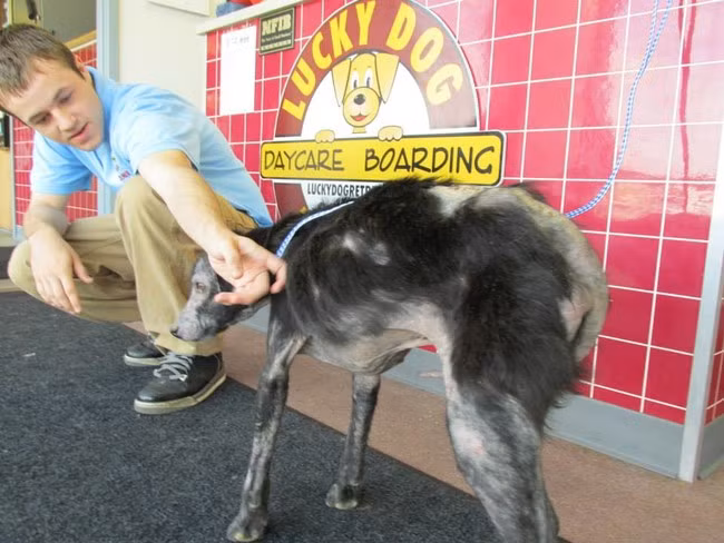 Adam được Trung tâm cứu hộ động vật Lucky Dog Retreat Rescue ở bang Indianapolis, Mỹ giải cứu trong tình trạng vô cùng nghiêm trọng. Thậm chí khi được cứu chữa rất nhiệt tình và chăm sóc cẩn thận nhưng bệnh tình của Adam không thuyên giảm, thậm chí còn nặng hơn.