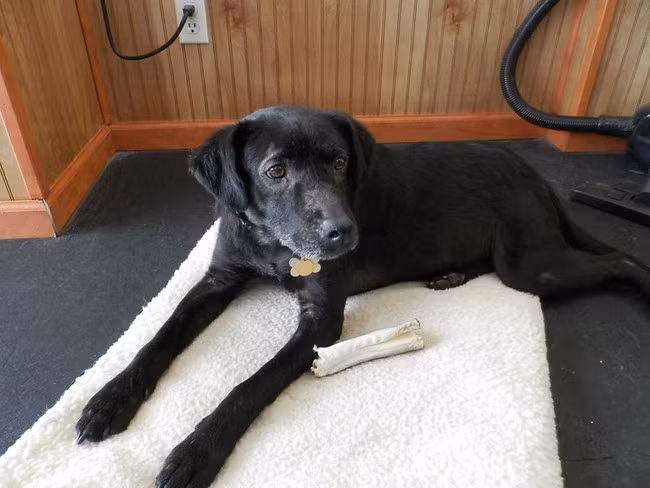 Giờ đây chú chó đã hoàn toàn khỏe mạnh.