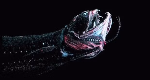 Vực Mariana, Thái Bình Dương. Nơi đây hiện là điểm sâu nhất được biết đến trên trái đất. Với áp lực nghiền khủng khiếp và làn nước đen tăm tối, đây là địa điểm gây ám ảnh bậc nhất thế giới, chứa trong mình những dạng sống kỳ lạ khiến ai cũng phải khiếp hãi.