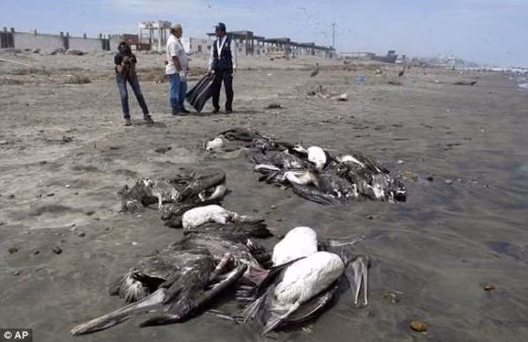 Jatinga, Ấn Độ là nơi mà hàng năm có hàng trăm con chim chết một cách cực kỳ khó hiểu. Đáng sợ hơn là những con chim này được cho là chết vì tự tử vào thời gian cố định, đặc biệt là vào khoảng từ mùng 7 đến mùng 10 của tháng 9 và tháng 10 hàng năm.