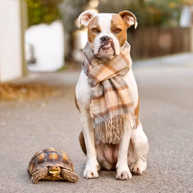 Christine đã cùng bạn của mình là Rosy thuyết phục người đàn ông vô gia cư rằng hãy để Puka đi cùng cô, cô hứa sẽ chăm sóc Puka thật tốt và người đàn ông đã đồng ý.