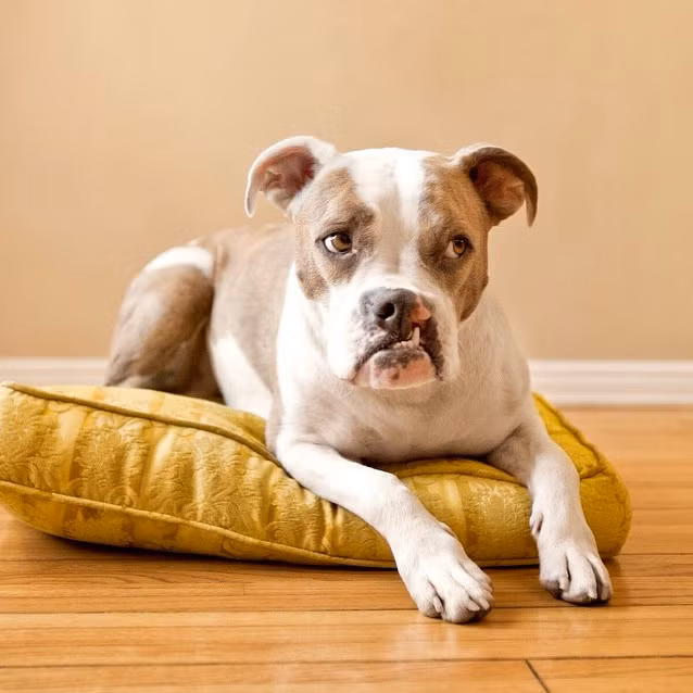 Puka, chú chó sứt môi trước khi gặp được Christine Hilberg là một chú chó lang thang, bạn đồng hành của một người đàn ông vô gia cư nghèo khổ.