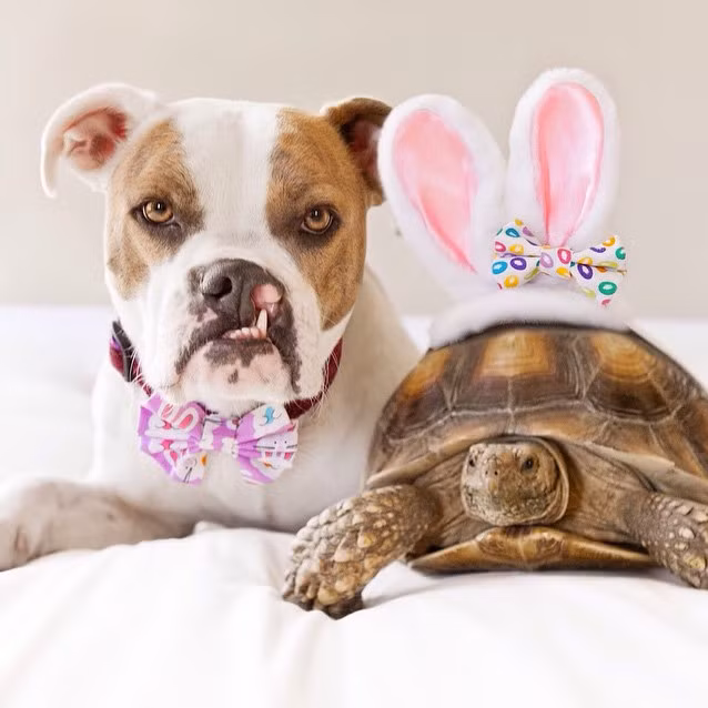 Giờ đây, không chỉ có một cô chủ, một người mẹ yêu thương chăm sóc mình mà Puka còn có người bạn thân nhất, luôn kề bên, chú rùa Larry, hiền lành mộc mạc.