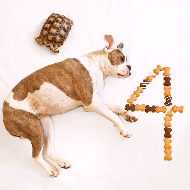 Giờ đây với hơn 19.000 người hâm mộ trên khắp thế giới, Puca và Larry đang tận hưởng một cuộc sống hạnh phúc mỗi ngày.