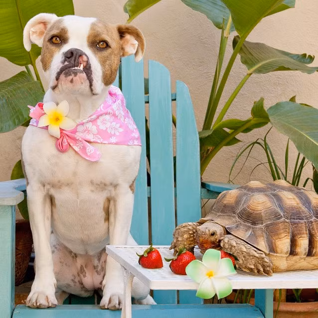 Christine, mẹ nuôi của Puka và Larry là một nhiếp ảnh gia, sở thích của cô là để Puka và Larry làm mẫu và chụp ảnh chúng trong những bộ trang phục dễ thương sau đó chia sẻ hình ảnh trên mạng xã hội. Cô làm việc đó để nâng cao nhận thức của mọi người về việc nhận nuôi vật nuôi.