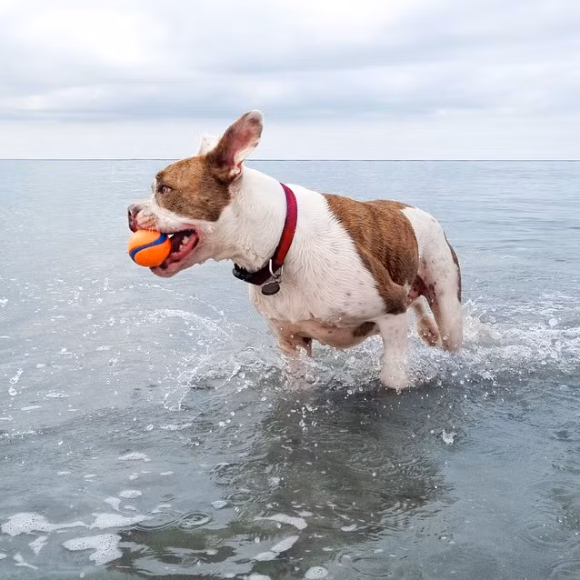 Christine Hilberg trong một chuyến đi cùng với bạn mình Rosy đến miền Nam California, đã nhìn thấy một cảnh tượng khổ sở khi mà Puka phải vật lộn với cuộc sống nay đây mai đó với chiếc mồm bị khuyết tật khá đáng sợ.