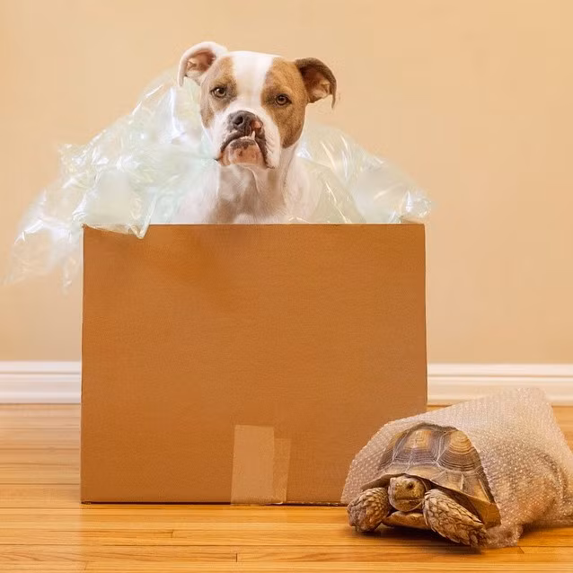 Không nên chỉ nhận nuôi những vật nuôi xinh đẹp, dễ thương, bạn cần chú ý đến cả những mảnh đời bất hạnh.