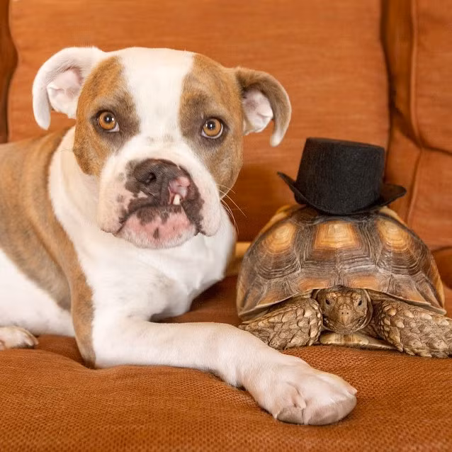 Kể từ lúc đó, Puka được sống dưới một mái nhà ấm cúng, đầy đủ, nhận được sự chăm sóc, yêu thương của cô chủ Christine.