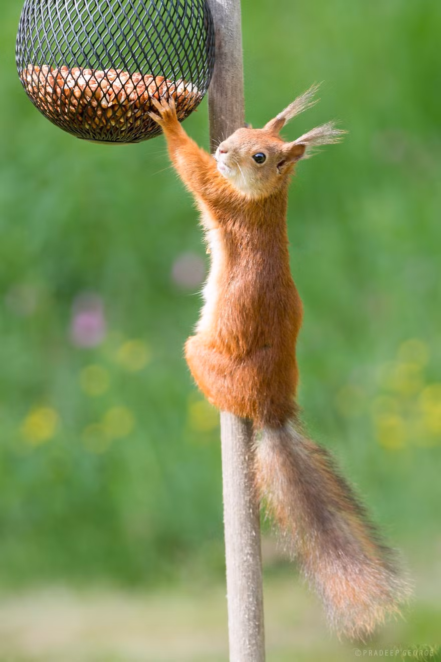 Nhiếp ảnh gia thường xuyên gặp rất nhiều "du khách" động vật trong sân sau của mình, trong đó có những con sóc đặc biệt nghịch ngợm. Bị thu hút bởi những chú sóc đáng yêu, Pradeep George đã ghi lại những hình ảnh đặc biệt của loài sóc và chia sẻ với tất cả mọi người.