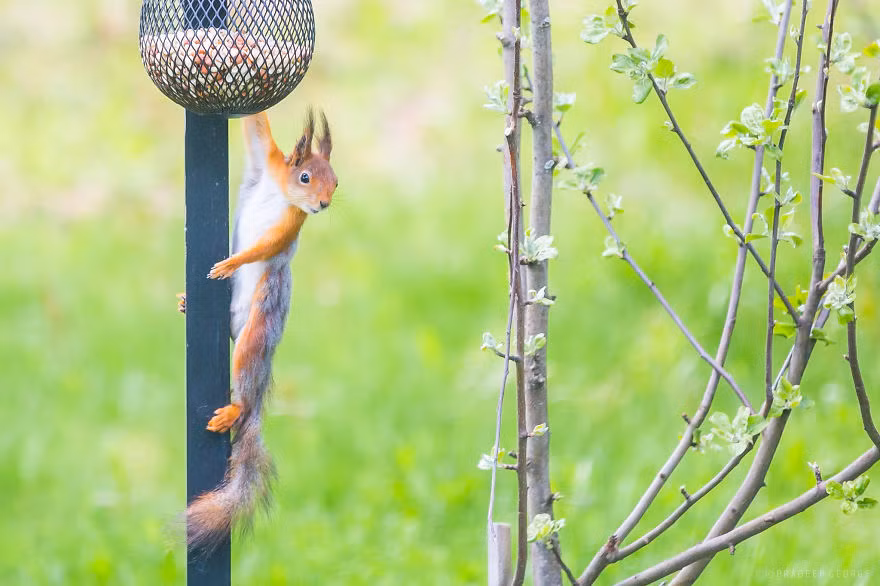 Hôm nay không có ai, mình lại ăn vụng thành công rồi!