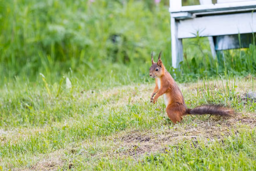 Chết rồi, đi chợ quên tiền rồi!