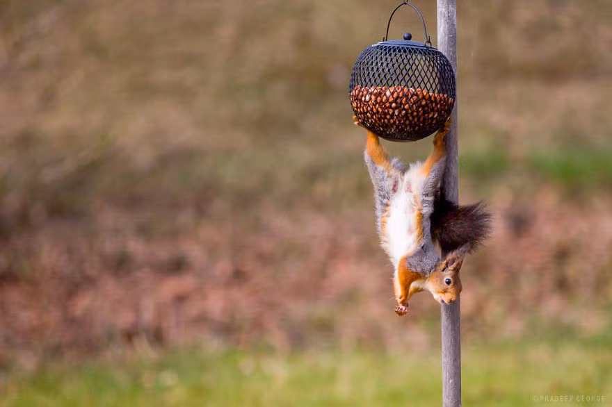 Chúng tôi là loài sóc, loài sóc có thể làm tất cả mọi việc!