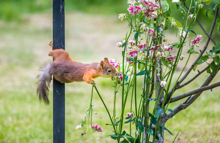 Pradeep George, một nhiếp ảnh gia nghiệp dư sống ở Luleå, một thị trấn nhỏ nằm ở phần phía bắc của Thụy Điển, nơi có cuộc sống hoang dã, tự nhiên rất tuyệt vời đã ghi được những khoảnh khắc cuộc sống tràn niềm vui của những chú sóc tinh nghịch.