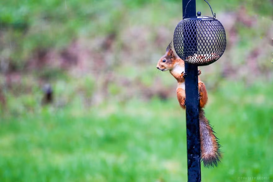 Lần này mình đã khác, ngó trước ngó sau rồi mới trèo lên ăn trộm.