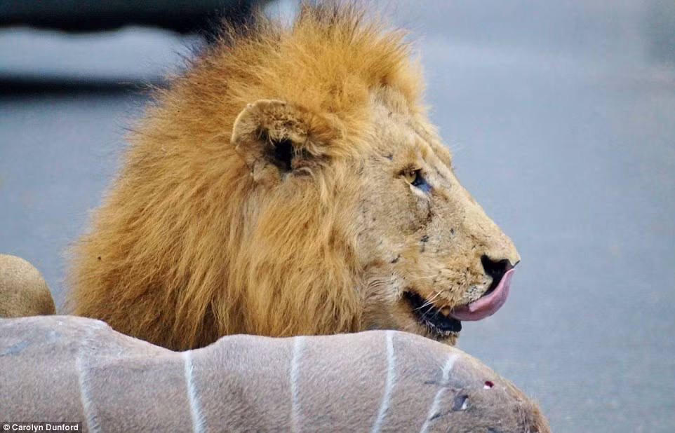 Sau đó thản nhiên liếm mép, nơi đọng lại dư vị tanh nồng của bữa sáng tươi ngon, đẫm máu.