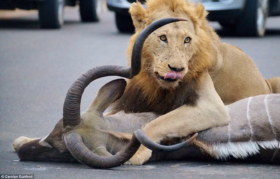 Chúng xé xác con mồi ngay trên trục đường chính của vườn quốc gia khiến các du khách ngỡ ngàng và không khỏi rùng mình về sức mạnh của loài động vật chúa tể rừng sâu.