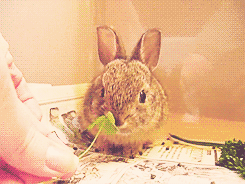 Bé thỏ này lại ăn luôn cả cỏ may mắn để đổi vị.