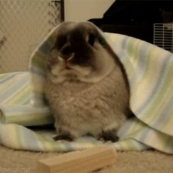 Chẳng có điều gì đáng yêu hơn một chú thỏ lười biếng trùm chăn nhấm nháp miếng bánh.