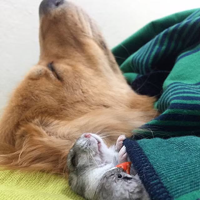 Đôi lúc con chuột hamster phải đòi ngủ cạnh Bob bằng được.