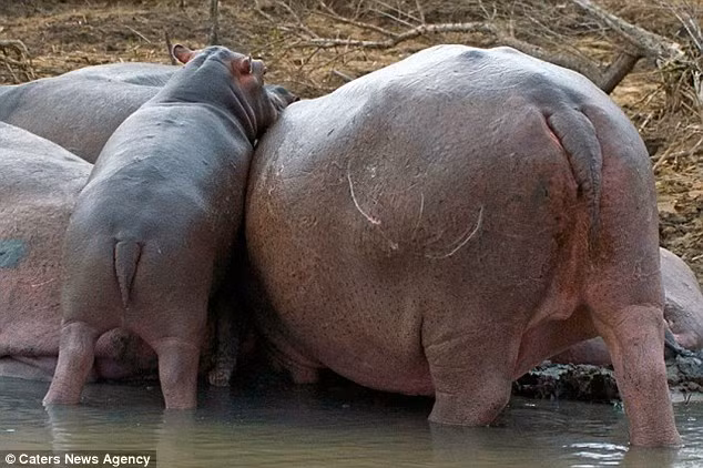 Chính vì thế con vật đã cố sống cố chết leo bằng được vào trung tâm của đàn.