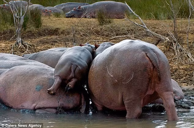 Cuối cùng, với hi vọng sẽ có một nơi trú ẩn an toàn, kín gió và tránh xa khỏi những kẻ săn mồi, hà mã con đã thành công tiến vào giữa đàn hà mã trưởng thành, hoàn thành kế hoạch hành động tự bảo vệ bản thân một cách hoàn mỹ.