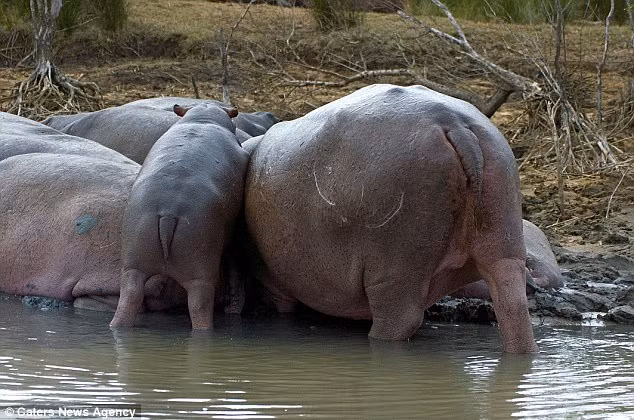 Hai chân trước ngắn cũn cỡn trèo lên trước, gắng sức đu mình lên lưng của những con hà mã trưởng thành.
