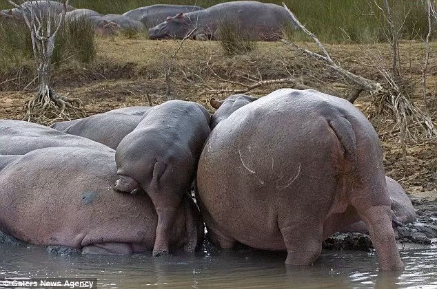 Khi đạt được vị trí mong muốn, hà mã con co chân sau, dẫm lên mông của hà mã khác để tiến vào giữa đàn.