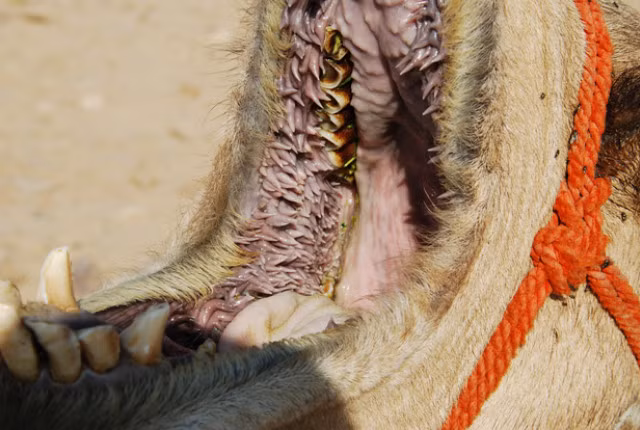 Lạc đà, con vật có vẻ bề ngoài to xác, hiền lành nhưng lại có khuôn miệng của quỷ dữ trông rất đáng sợ. Những chiếc răng to, thô cùng với khuôn miệng đầy gai thịt khiến bất cứ ai nhìn vào cũng phải kinh hồn bạt vía.