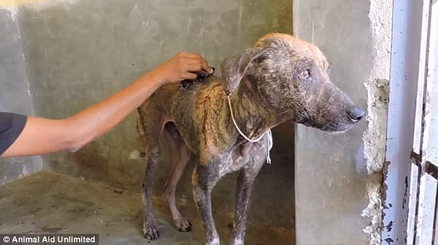 Về mặt tinh thần, có vẻ như những tổn thương mà trước đây chú chó này phải chịu đựng đã được các nhân viên cứu hộ ở đây chữa lành. Chú chó trở nên thân thiện, hòa đồng với các vật nuôi khác. Đặc biệt hơn, nó còn biết tỏ lòng biết ơn đến những người đã tận tình chăm sóc, yêu thương mình trong suốt thời gian đó.