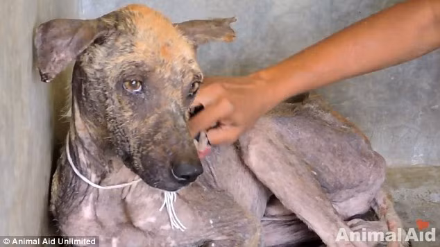 Tuy nhiên, sự nhút nhát cũng như tình trạng sức khỏe của chú chó được cải thiện dần dần cùng với sự chăm sóc và yêu thương tận tình của các nhân viên cứu hộ.