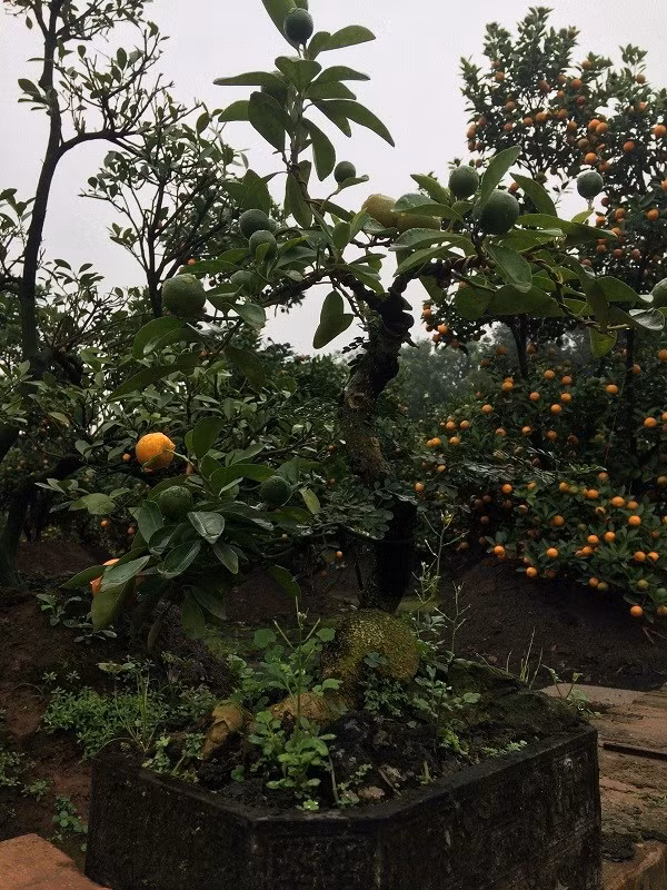 “Sản phẩm quất ghép vào cổ thụ năm nay tôi mới tung ra thị trường và nhận được nhiều phản hồi tốt. Hiện nay, 70% cây quất ghép trong vườn đã có người đặt hàng”, ông Xuân cho hay. Nghệ nhân này cho hay, để ghép cây quất trên cây cần thăng cần chọn ngọn cây quất có tuổi tương đương với tuổi cành cây cần thăng. Sau khi đóng bầu ghép cành xong, người nghệ nhân phải chăm chút, chú ý che tránh nắng, mưa cho cây. Sau khoảng 1 tháng, cành quất có thể nảy mầm và phát triển.