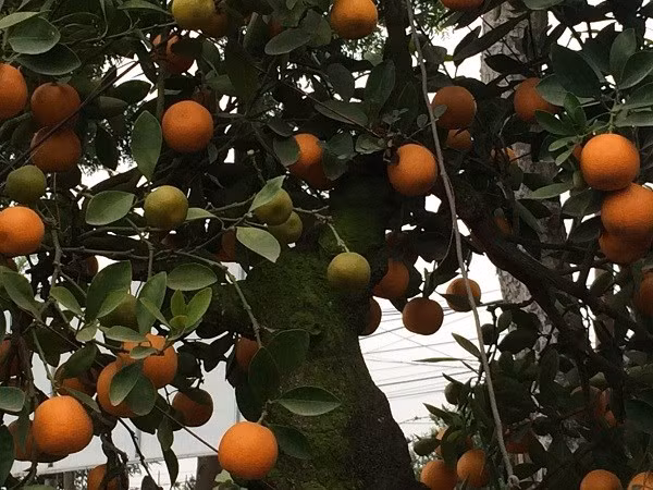 Hoa, quả quất cộng sinh không thua kém những cây quất thông thường. Vốn là một nghệ nhân cây cảnh, ông Trương Ngọc Xuân hiểu rằng yếu tố sáng tạo là điều cốt yếu của nghề này. Mỗi dịp Tết đến, nếu chỉ loay hoay với vài loại cây, dáng uốn truyền thống thì không thể thu hút được sự chú ý của khách hàng.