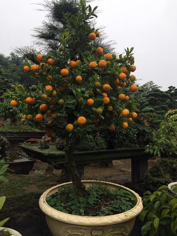 Ngoài cây cần thăng thì ông Xuân đang tìm tòi những loại cây phù hợp khác để ghép vào quất. Bởi vì không phải loại cây nào cũng có thể ghép với quất để tạo thành một cây cảnh hoàn chỉnh cả về chất lượng lẫn thẩm mĩ. Theo ông Xuân, khách hàng ngày càng khó tính và tinh tế trong việc lựa chọn cây cảnh chơi Tết, nếu mình không cố gắng sáng tạo, cải tiến sản phẩm so với truyền thống thì không thể nào cạnh tranh và để khách hàng tìm đến mình được.