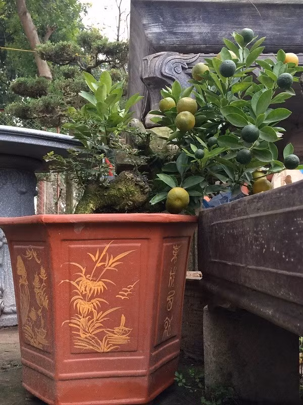 Theo quan sát, những cành quất được ghép vẫn nở hoa và kết quả, số lượng, màu sắc của những cành quất ghép không kém những cây quất trồng trong tự nhiên theo phương pháp truyền thống. Hiện nay, vườn quất của ông Xuân bán với giá dao động từ 2 triệu đồng cho đến 30 triệu đồng/cây. Cây quất giá 30 triệu đồng của nghệ nhân này được ghép vào thân cây cần thăng cồ thụ, có tuổi đời 30 năm. Tuy nhiên, nghệ nhân này vẫn chưa muốn bán. Theo tiết lộ của ông Xuân, sang năm tới, ông dự định sẽ ghép thêm 1000 cây quất với cần thăng để phục vụ dịp Tết và đưa tham dự các triển lãm cây cảnh.