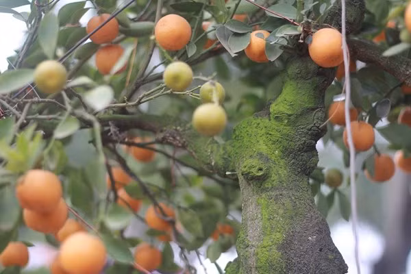 Hơn nữa, người sành chơi cây cảnh, quất cảnh vào dịp Tết ngày càng kén chọn và có xu hướng thích quất thế, có tuổi đời lâu năm, dáng đẹp. Điều này không phải nhà vườn nào cũng đáp ứng được bởi để nuôi được cây quất đến vài chục năm là điều rất hiếm hoi. Vì thế, ông Xuân nghĩ đến phương pháp ghép những cành quất già vào những thân cây cổ thụ để vừa có được dáng cây đẹp, ý nghĩa, bề thế và quất vẫn sinh trưởng tốt. Đây cũng như một “món ăn” lạ dành cho khách hàng trong mâm đặc sản đa dạng của ngày Tết.