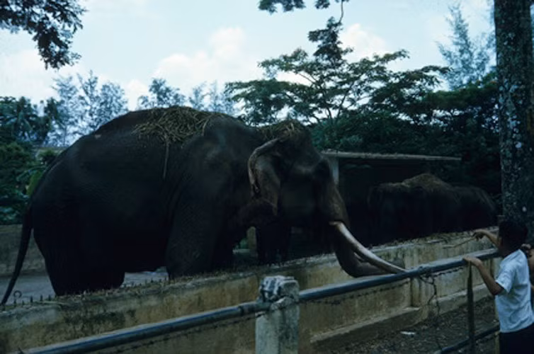 Chuồng voi ở Thảo Cầm Viên Sài Gòn. Ảnh: Anthony Larusso / Vietnam Center and Archive.