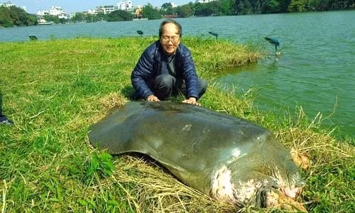 Ho Guom o nhiem va mat kha nang tu lam sach