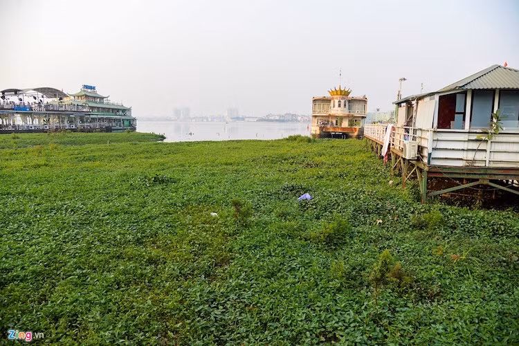 Rau muống mọc tràn làn quanh các nhà nổi.