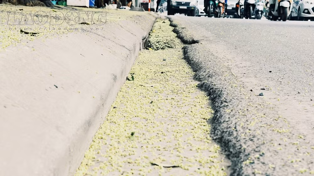 Theo lương y Vũ Quốc Trung (thành viên Hội Đông y Việt Nam), hoa sữa có nhiều tác hại với sức khỏe. Hoa có mùi nồng nặc, nếu hít phải nhiều dễ gây cảm giác choáng váng, mệt mỏi, khó thở. Những con phố càng nhỏ, không gian chật chội mà lại trồng nhiều cây này thì cảm giác rất bí bách.