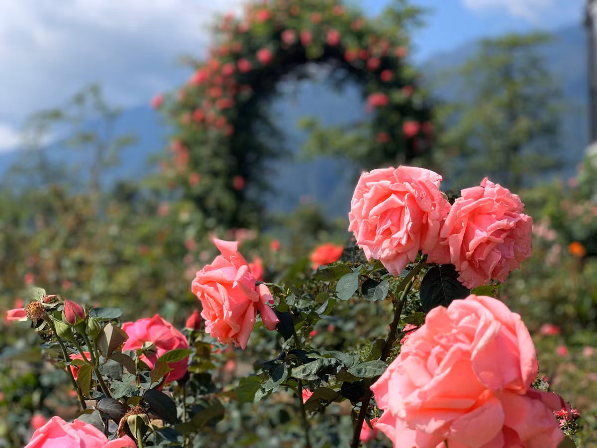 Di dau vua sang vua re, vua dep me li he nay?-Hinh-2