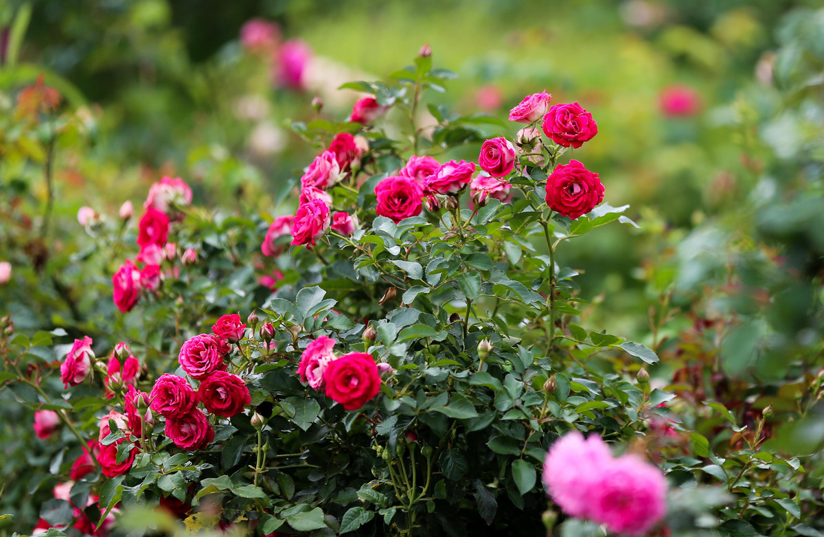 Di dau vua sang vua re, vua dep me li he nay?-Hinh-3