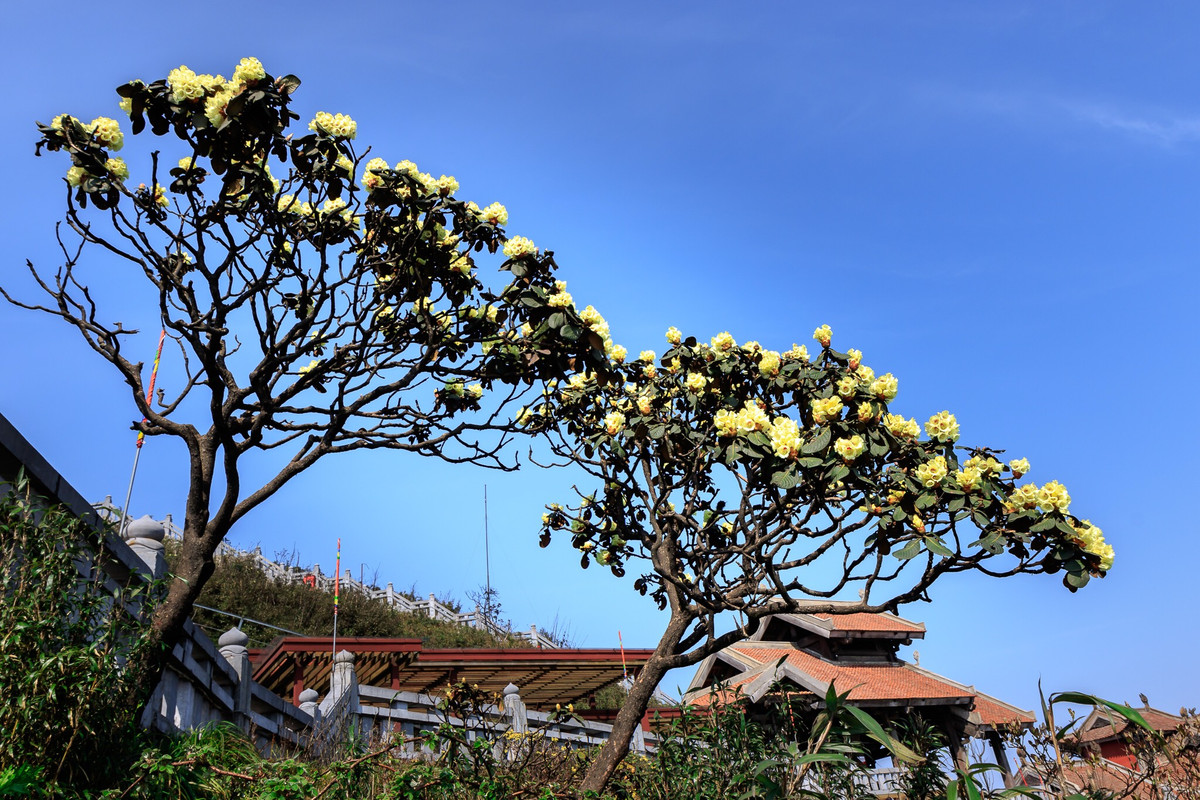 Di dau vua sang vua re, vua dep me li he nay?-Hinh-4