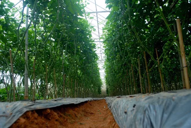 Bi kip trong ca chua den sai triu cua nong dan pho nui-Hinh-2