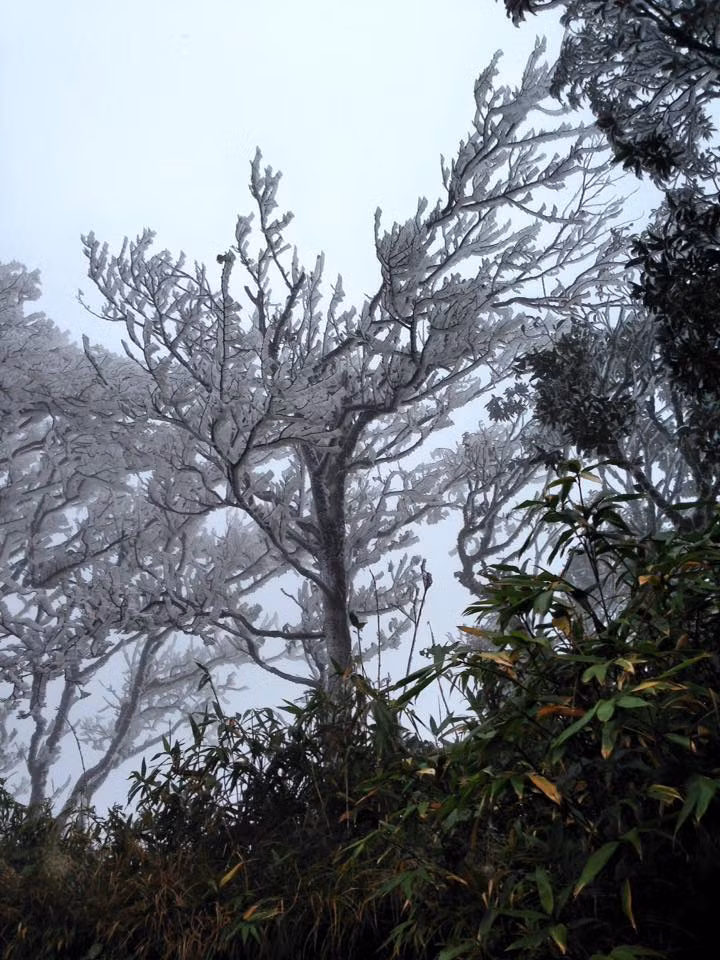 Được biết, Phia Oắc cũng là một trong số những địa điểm hay xuất hiện băng giá ở phía Bắc, tuy nhiên không nhiều như Sa Pa.